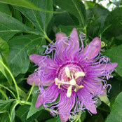 Lisa Sampson's photo