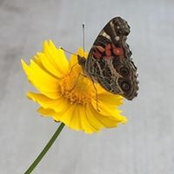 Marji Hill's photo