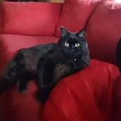 Cheryl Hill's photo
