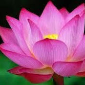 Nimeesha Rane's photo