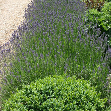 formal garden