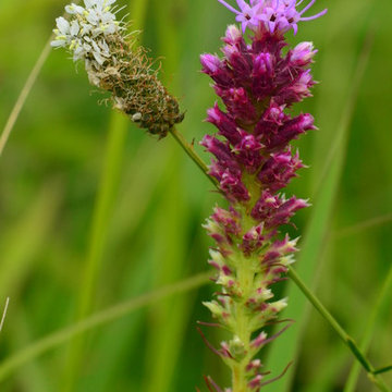 White Prairie Clover (Dalea candida) & Prairie Blazing Star (Liatris pycnostachy