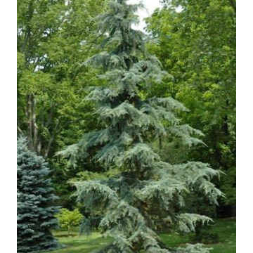 Weeping Deodar Cedar