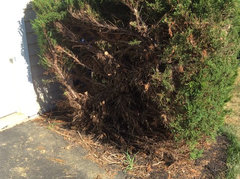 Overgrown Junipers | Houzz Forum