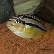 Foto von Richard Yoder