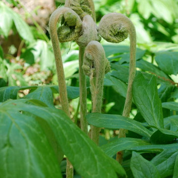 Fiddlehead ferns