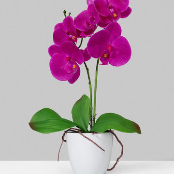 Serene Spaces Living Purple Phalaenopsis Orchid in White Ceramic Pot