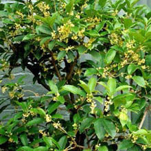 Plants