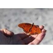 Melissa Pickell's photo
