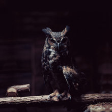 Owls