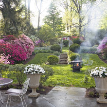 Azaleas