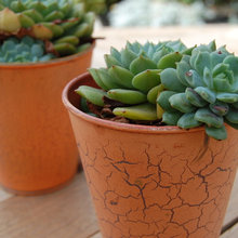 crackle paint