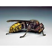 Yoann Baldassare's photo