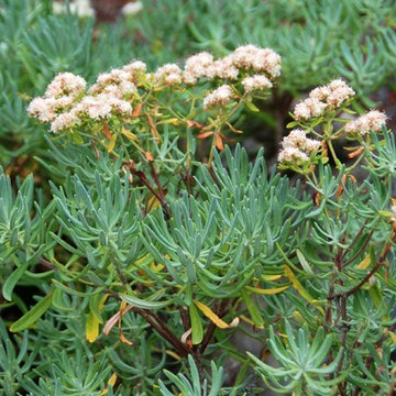 Eriogonum arborescens