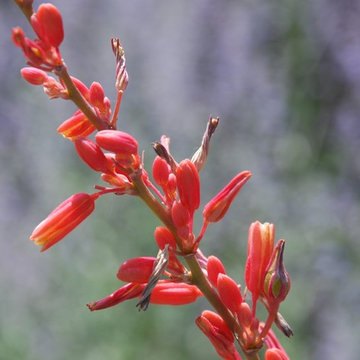 Petals
