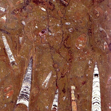 Natural Fossil Stone Tile Flooring