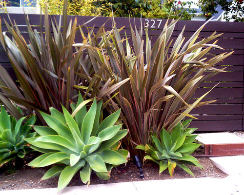 Front Yard Privacy