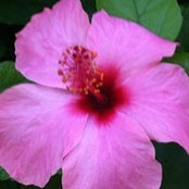Shari Laramie's photo