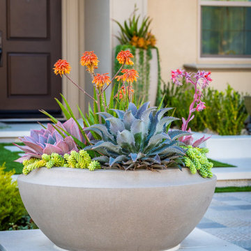 Contemporary Spanish Pottery with Succulents