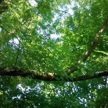 Black Walnut and Oak