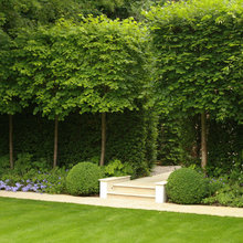 yew hedges