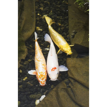 Three Japanese Koi Fish In A Pond;Montreal Quebec Canada Print
