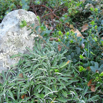 NSG Ground Covers