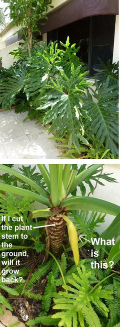 HELP! Cutting back Philodendron Selloum? | Houzz Forum