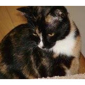 Cheryl Mansen's photo