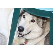 Paddle Paws's photo
