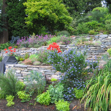 Landscape With Shelby