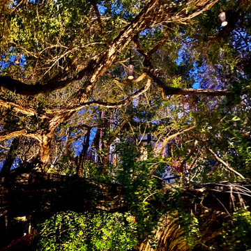 Berkley Hills lighting project