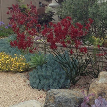 Landscape-drought tolerant