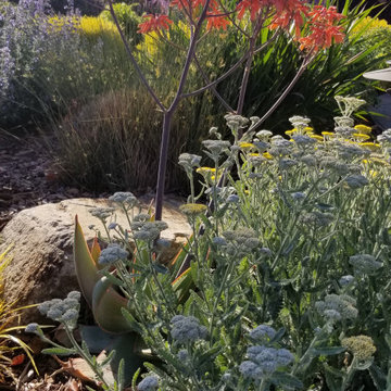 Lawn Replacement-Low Maintenance Landscape