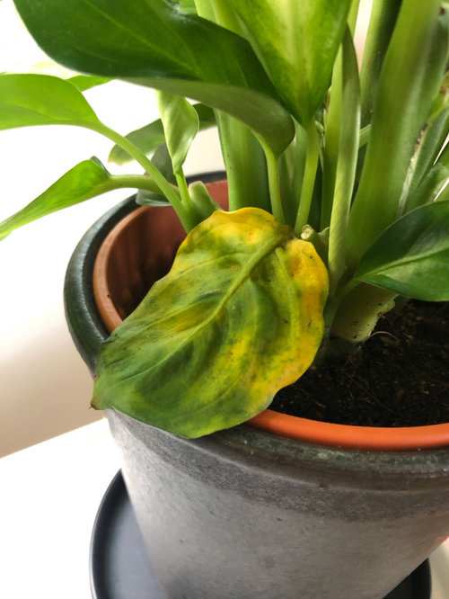 Spots and yellow leaves on dumb cane