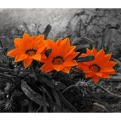 Cindy Walawander's photo