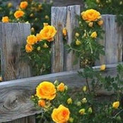 Foto von Tammy Boggs