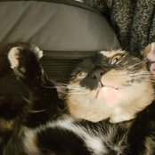 Dane Boucher's photo