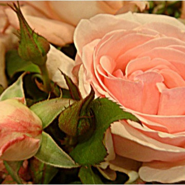 Roses
