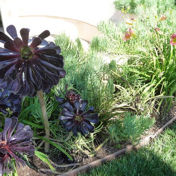 Succulents and lilies surround the fire