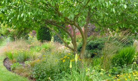 A Beginner’s Guide to Adding Trees to Your Garden