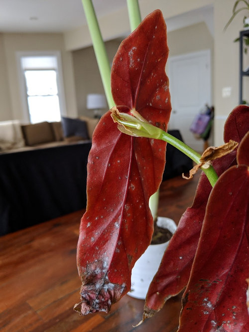 White spots on back of leaves