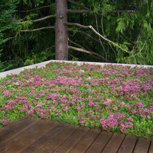 Patio Ideas