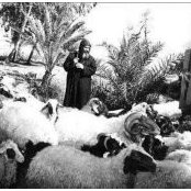 Mina Farids billede
