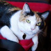 Emily Vincent's photo