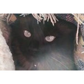 Carol Youkey's photo