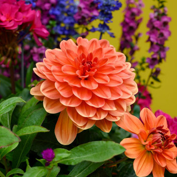 Summer Containers