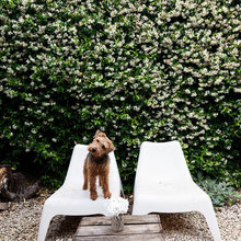 Garten Hundesicher
