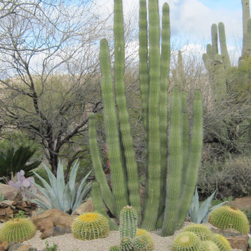 Desert Oasis - Phoenix Home & Garden