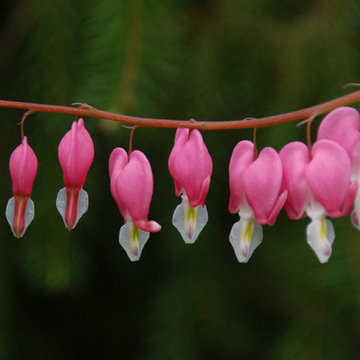 Cut Flowers and Perennial Gardens